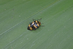 Oligocorynus erythrogonus