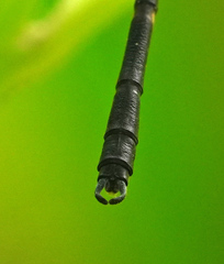Devadatta