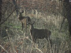 Kobus ellipsiprymnus defassa