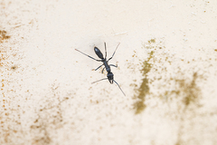 Neoponera apicalis