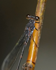 Devadatta