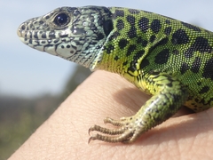 Lacerta schreiberi