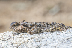 Phrynosoma coronatum