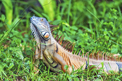 Iguana iguana