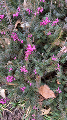 Erica carnea