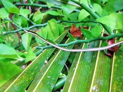 Leptophis mexicanus