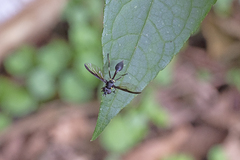 Salpingogaster