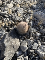 Escobaria chlorantha