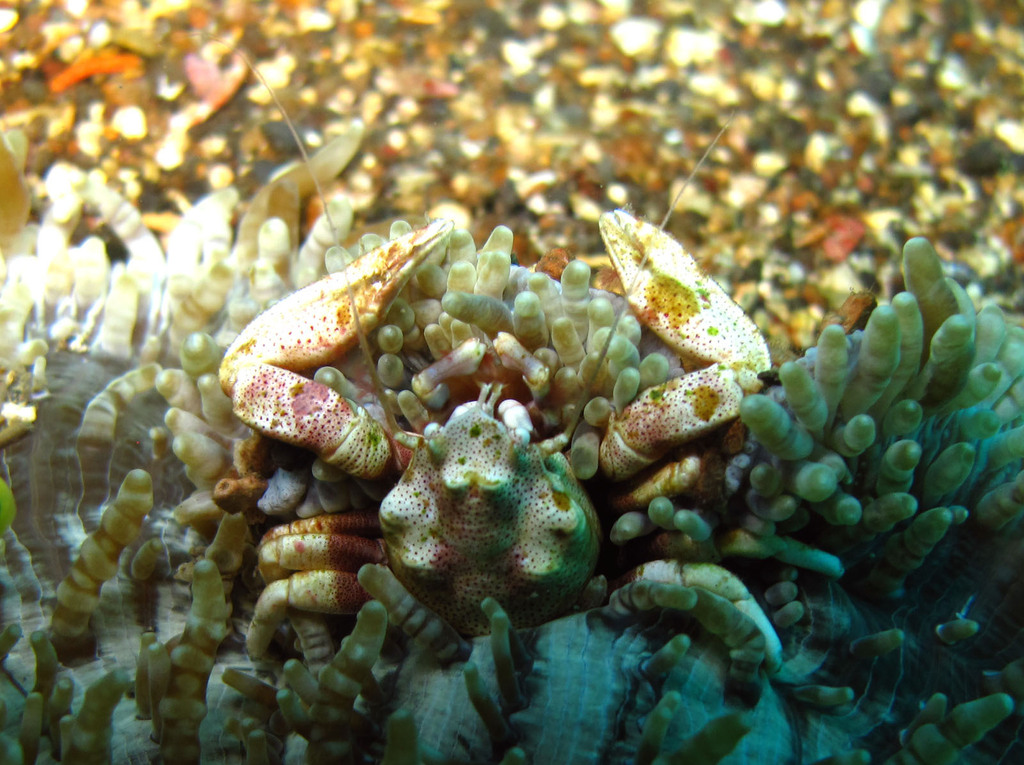 Neopetrolisthes spinatus