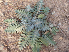 Cynara algarbiensis