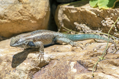 Sceloporus hunsakeri