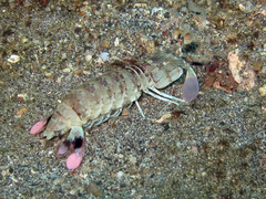 Odontodactylus brevirostris