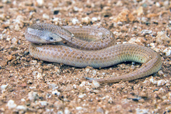 Sonora straminea