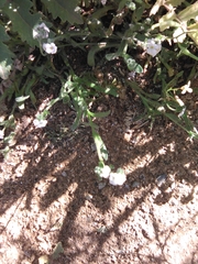 Plagiobothrys collinus californicus