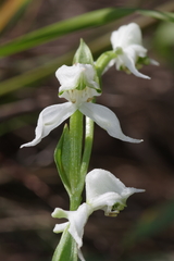 Disperis wealei