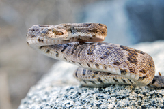 Trimorphodon lyrophanes