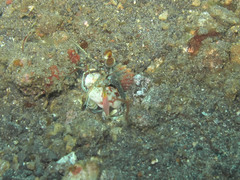 Odontodactylus latirostris