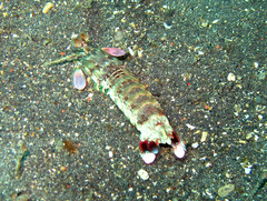 Odontodactylus latirostris