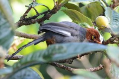 Pterorhinus treacheri