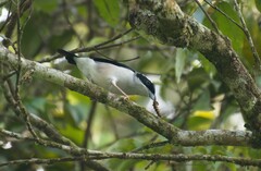 Pteruthius aeralatus