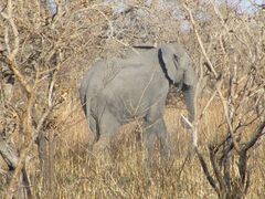 Loxodonta