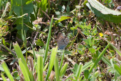 Polyommatus icarus