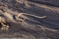 Schendyla nemorensis