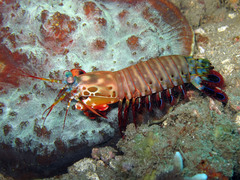 Odontodactylus scyllarus