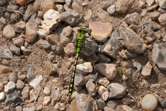 Ophiogomphus cecilia