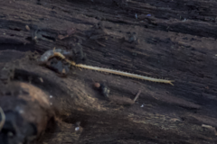 Schendyla nemorensis