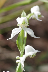 Disperis wealei