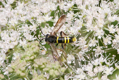 Tenthredo vespa