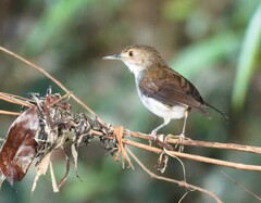 Pellorneum rostratum