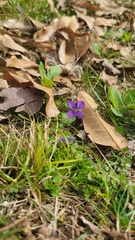 Violaceae