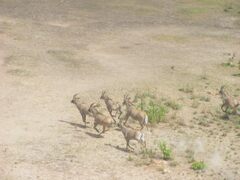 Hippotragus equinus koba