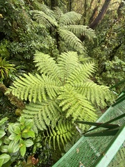 Alsophila spinulosa