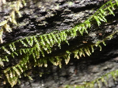 Rhynchostegium
