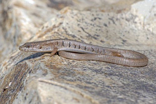 San Lucan Alligator Lizard
