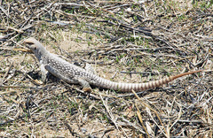 Dipsosaurus dorsalis