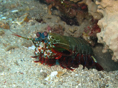 Odontodactylus scyllarus