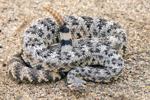 Speckled Rattlesnake