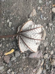 Cecropia obtusifolia