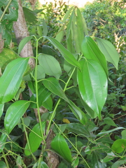 Cinnamomum verum
