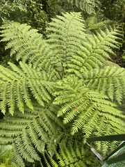 Alsophila spinulosa