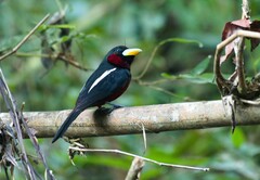 Cymbirhynchus macrorhynchos