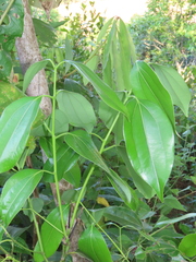 Cinnamomum verum
