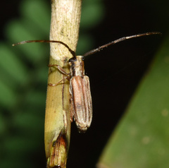 Eunidia vestigialis