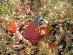 Odontodactylus scyllarus