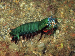 Odontodactylus scyllarus