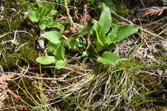 Viola sagittata